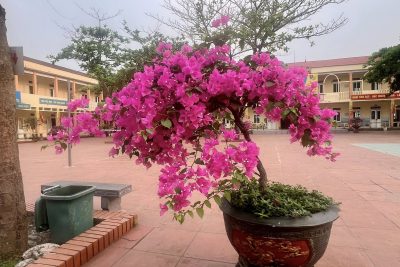 Sắc màu sân trường